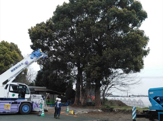 伐採前